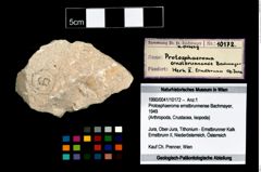 Foto (Objekt + Etikett) von Protosphaeroma ernstbrunnense (Bachmayer, 1949)  (NHMW-GEO-1990-0041-10172)